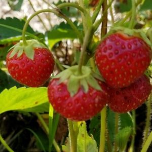 Meet your Posher, Denise